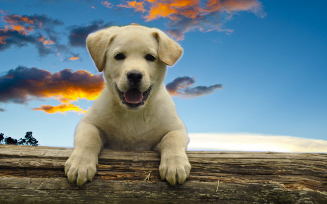 Dog log clouds autumn beach free wallpaper - medium preview image