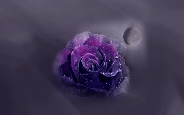 Purple rose moonlight night sky free wallpaper - medium preview image
