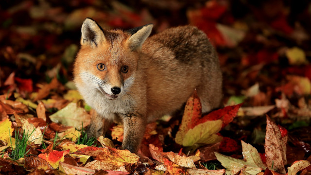 Fox leaves autumn curious animal free wallpaper - medium preview image