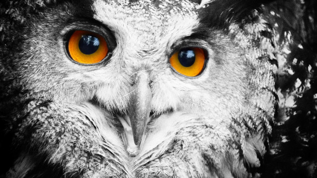 Owl orange eyes surreal ambient free wallpaper - medium preview image