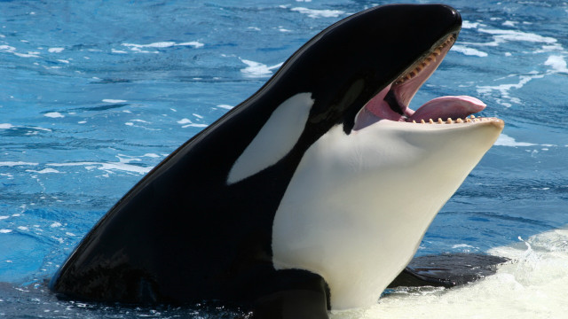 Black white whale mouth open free wallpaper - medium preview image