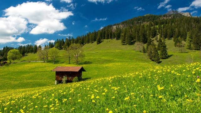 Small cabin flower field mountain free wallpaper - medium preview image