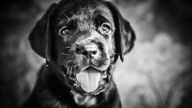 Black dog tongue out cloudy free wallpaper - medium preview image