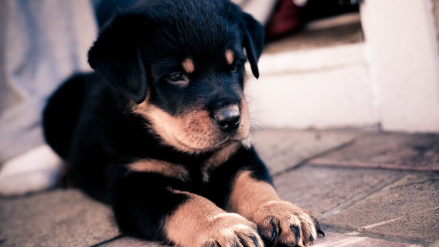 Sad puppy looking camera dosso free wallpaper - medium preview image