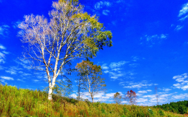 Tree hill clouds autumn bluesky free wallpaper - medium preview image