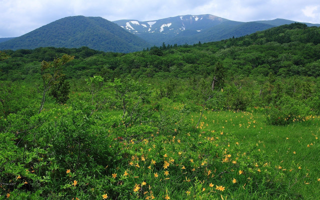 Yellow flowers mountains clouds blue free wallpaper - medium preview image
