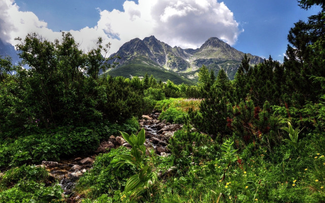 Stream forest mountains nature sky free wallpaper - medium preview image