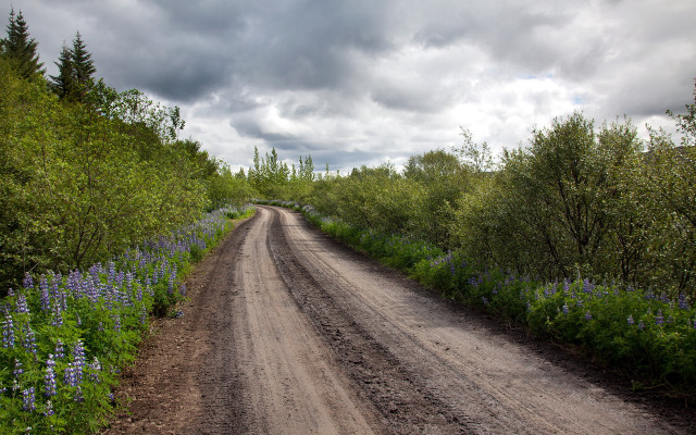 Dirt road blue flowers trees free wallpaper - medium preview image