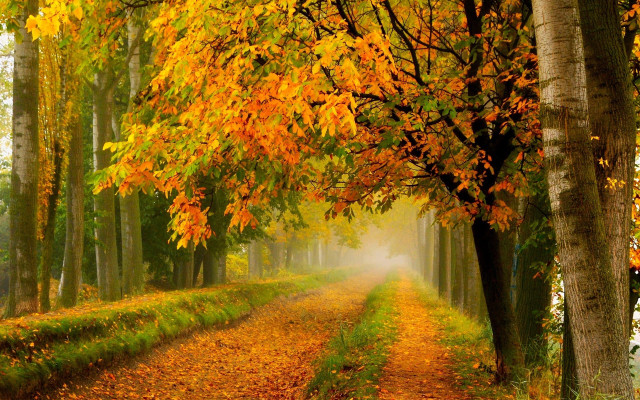 Autumn road fog trees leaves free wallpaper - medium preview image