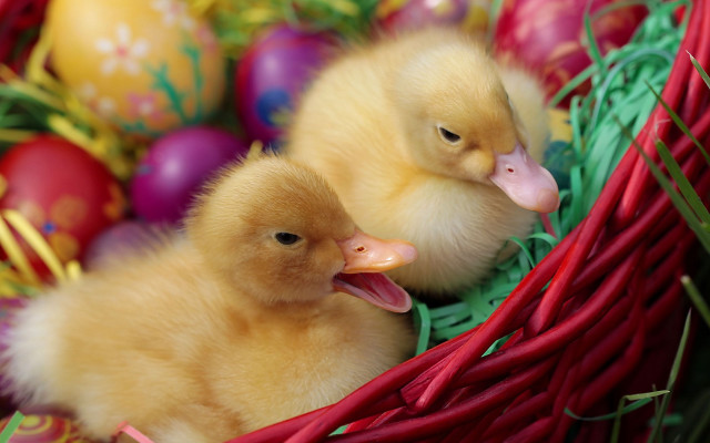 Ducks basket eggs red ribbon free wallpaper - medium preview image