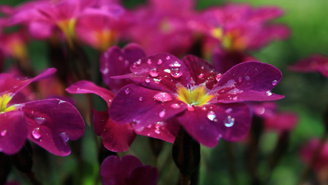 Purple flowers water droplets bokeh free wallpaper - medium preview image