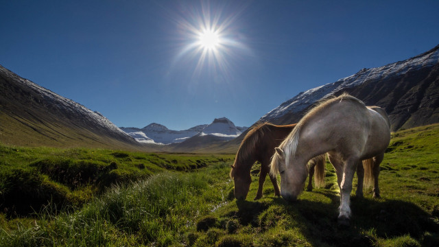 Horses grazing mountains sunlight nature free wallpaper - medium preview image