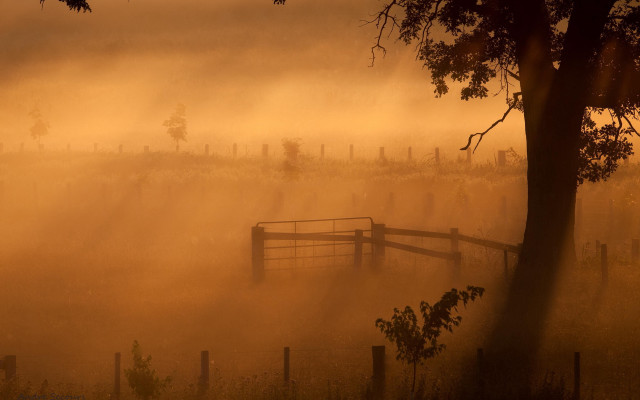 Fence fog trees autumn dusk free wallpaper - medium preview image
