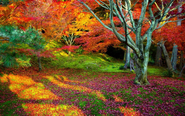 Colorful forest autumn leaves puzzle free wallpaper - medium preview image