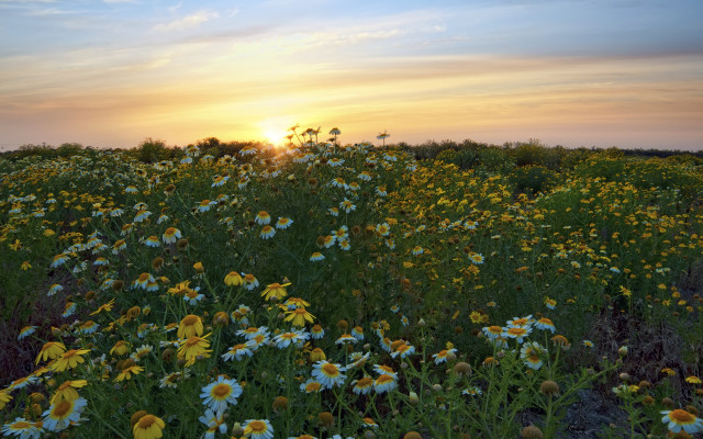 Wildflowers sunset clouds nature scene free wallpaper - medium preview image