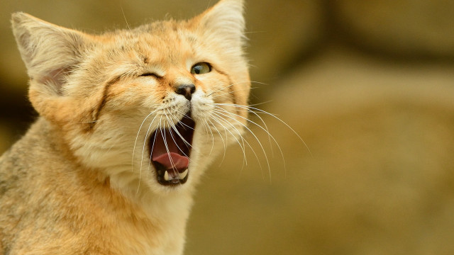 Cat mouth open furry stock free wallpaper - medium preview image