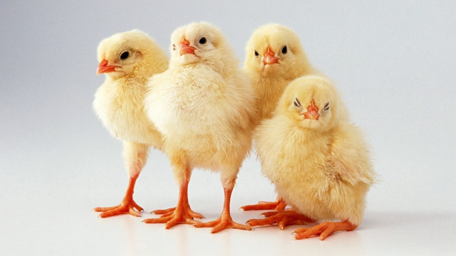 Three chickens gray background white free wallpaper - medium preview image