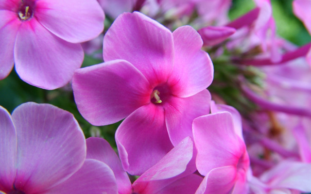 Pink flower hydrangea leaf macro free wallpaper - medium preview image