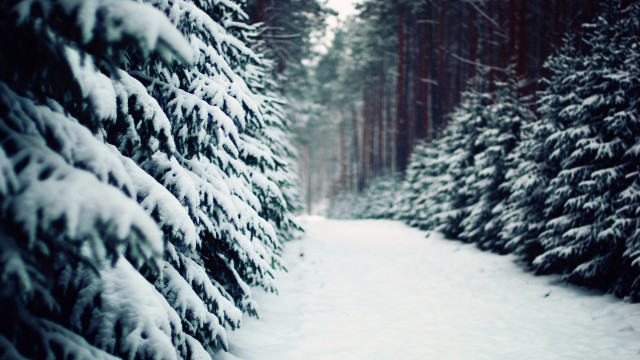Snowy path evergreens winter forest free wallpaper - medium preview image