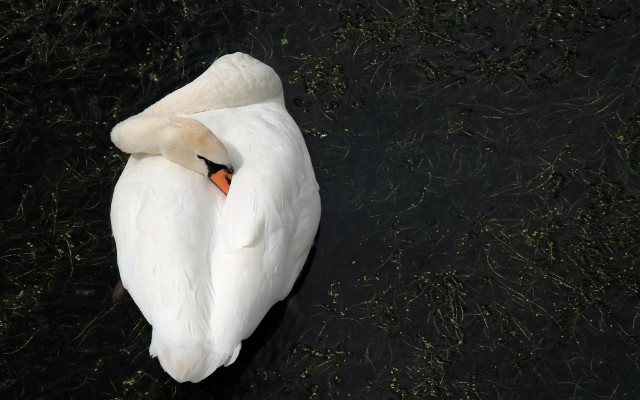 Swan water floating wings spread free wallpaper - medium preview image
