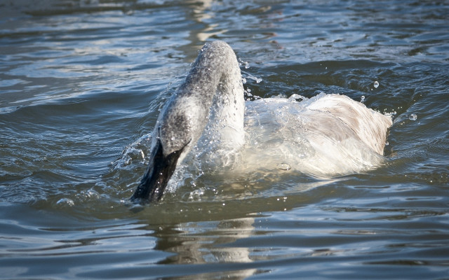 Seagull swimming water splash beach free wallpaper - medium preview image