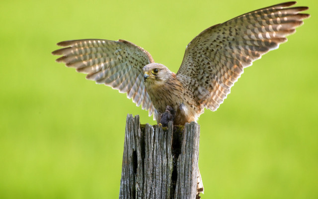 Owl wings spread wooden post free wallpaper - medium preview image