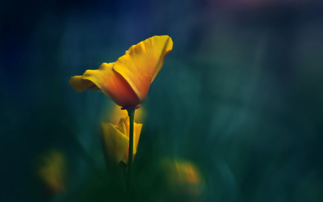 Yellow flower green background blurry #4 free wallpaper - medium preview image