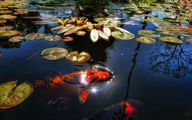 Pond waterlilies koi aurora night free wallpaper - medium preview image