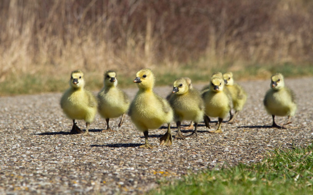 Yellow ducks walking gravel road free wallpaper - medium preview image