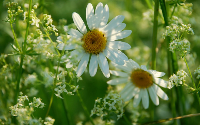 Flower closeup background blurry nature free wallpaper - medium preview image