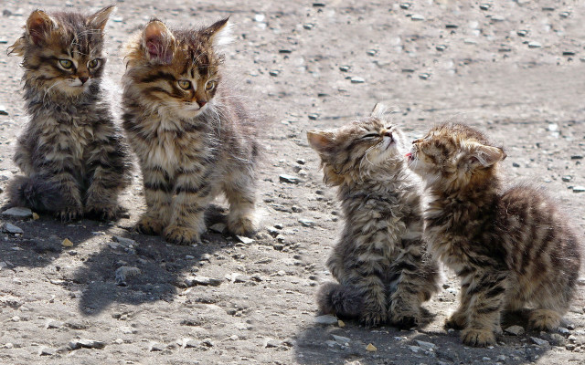 Kittens dirt field sunny cute free wallpaper - medium preview image