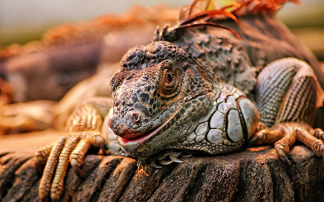 Large lizard wooden stump red free wallpaper - medium preview image