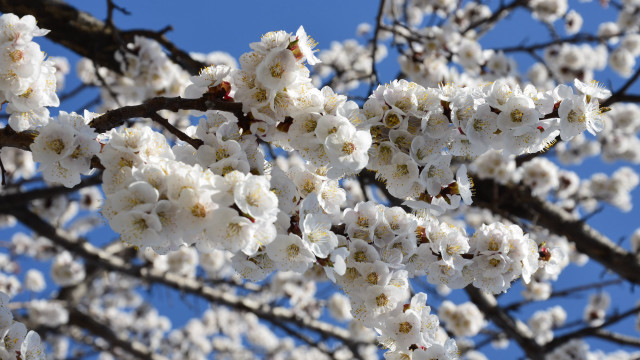 White flower tree sky bloom free wallpaper - medium preview image