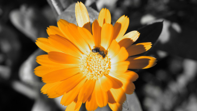 Yellow flower bee macro blurry #2 free wallpaper - medium preview image