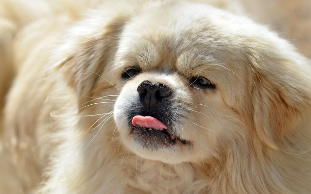 Dog tongue shiba inu closeup free wallpaper - medium preview image