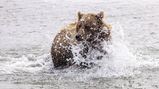 Brown bear splashing water ocean free wallpaper - medium preview image