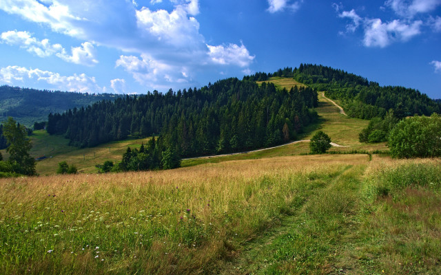 Grassy field hill trees trail free wallpaper - medium preview image