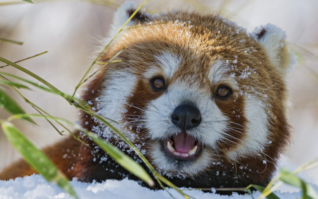 Red panda snow yawning furry free wallpaper - medium preview image