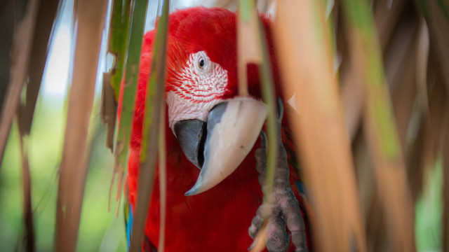 Red parrot perched branch open free wallpaper - medium preview image