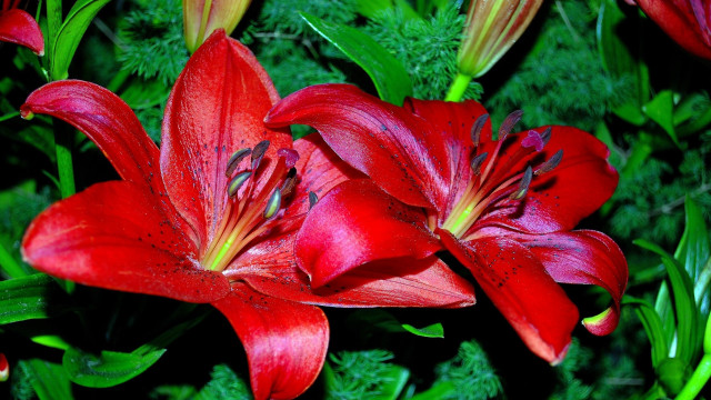 Red flower bee macro nature free wallpaper - medium preview image