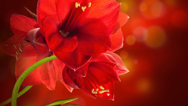 Red flower green stem photorealism free wallpaper - medium preview image