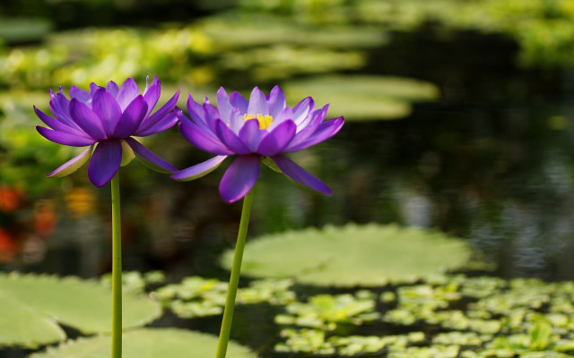 Purple flowers pond lilies green free wallpaper - medium preview image