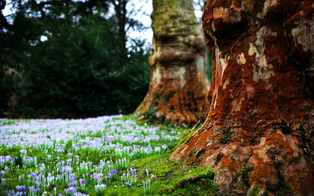 Blue flower field tree forest free wallpaper - medium preview image