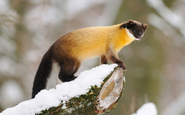 Yellow black animal snow branch free wallpaper - medium preview image