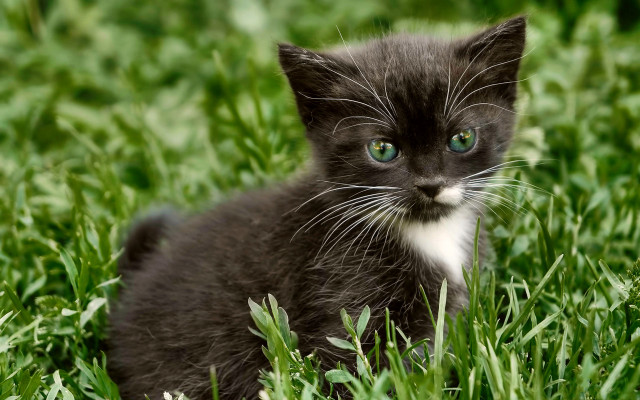 Black white kitten sad grass free wallpaper - medium preview image
