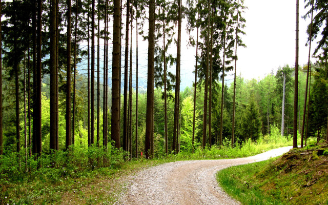 Dirt road forest trees gravel free wallpaper - medium preview image