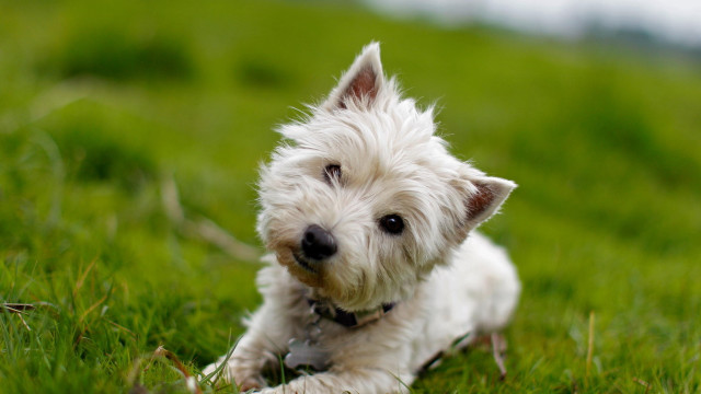 Small white dog grass sad free wallpaper - medium preview image