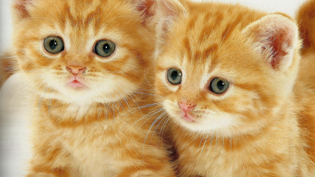 Orange kittens green eyes white free wallpaper - medium preview image