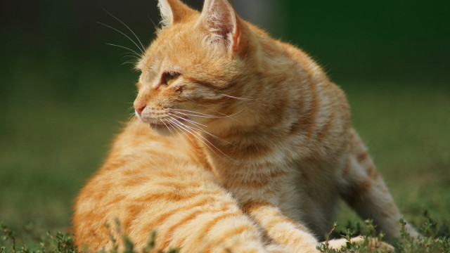 Cat grass green background orange free wallpaper - medium preview image