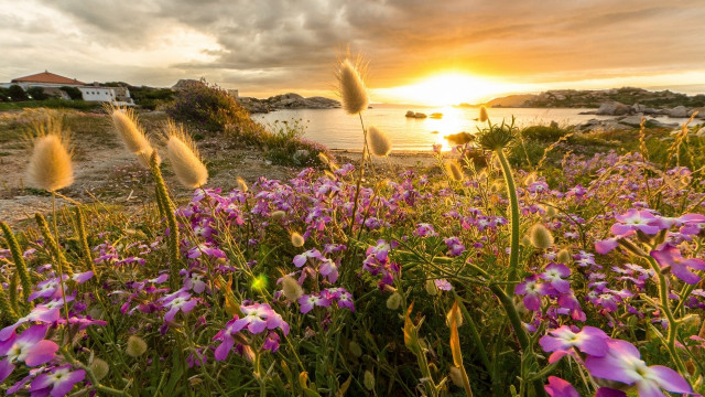 Flower field sunset house water free wallpaper - medium preview image